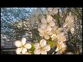 Robert Schumann - Symphony No. 1  "Spring" ~ Andante un poco maestoso (Wiener Philharmoniker)