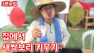 집에서 새싹보리 키우기 [3분농법]│농사직방
