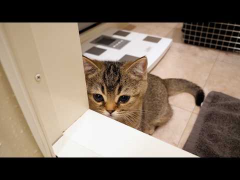 Kitten Zao