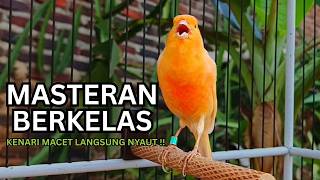 Download lagu Kenari Gacor Ngerol Sampai Tuntas – Cocok untuk Isian & Pancingan  Kenari PAUD AGAR BUNYi mp3