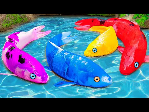 STOP MOTION ASMR - Colorful Koi Love Story - Primitive Fish Video - Rainbow Koi Fish Hunting Red ...