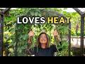 Yardlong Beans The Best Bean For Hot Summers