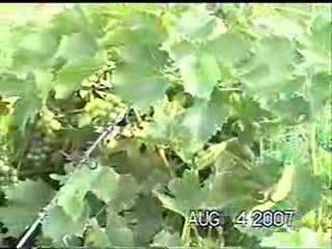 Kansas Vitis Vinifera