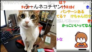 【幕末ラジオ】猫ちゃん【幕末志士切り抜き】チャンネル登録してね