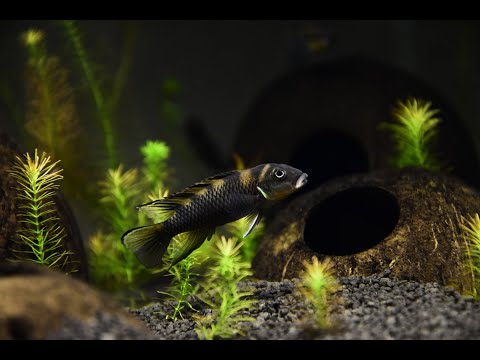 Nanochromis transvestitus
