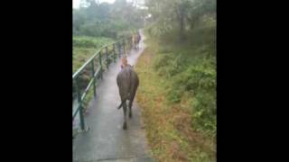 preview picture of video 'Satanic March of the Sai Kung Feral Cows'
