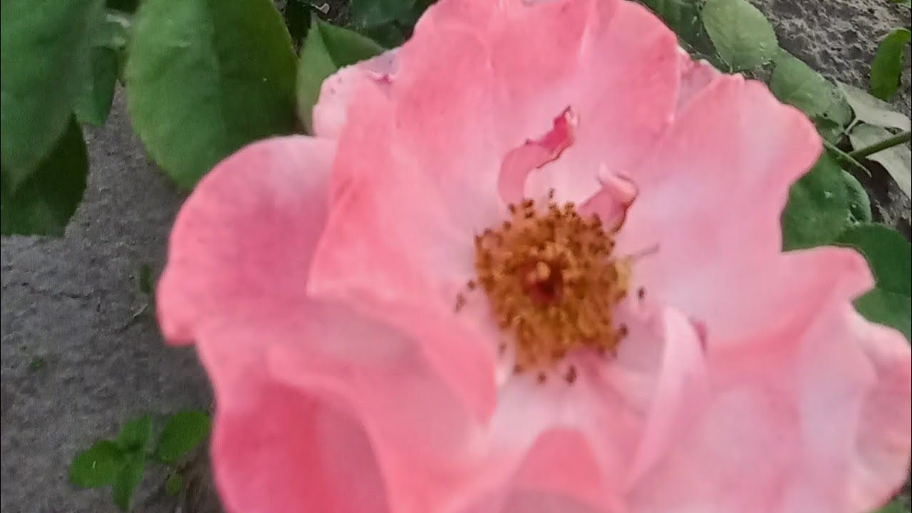 Роза Клейр Матен в рядах.