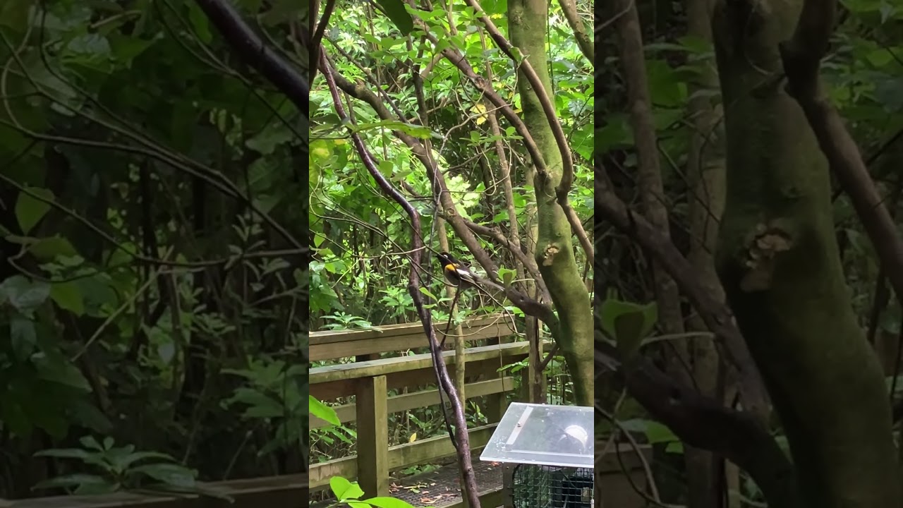 YouTube Short thumbnail