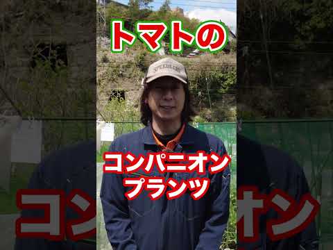 多年生ゼラニウムアイビー屋外プランターと組み合わせる植物はどれですか