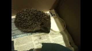 preview picture of video 'Third Baby Hedgehog at The Dulaig!'