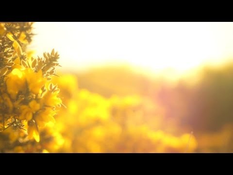 N°073 - relaxdaily  /// Thank You! ///  (100k subscribers) Thank You Video