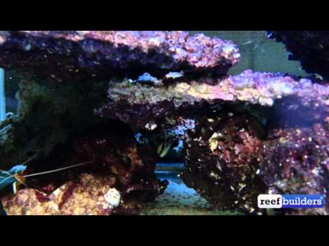 デ・ヨング・マリンライフのタイガーとペパーミント・エンゼルフィッシュ