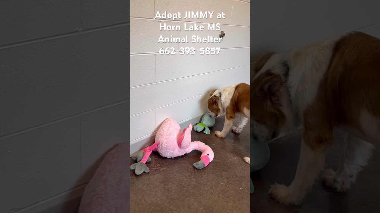 Enlarge Jimmy, an adopted mixed breed in Horn Lake, MS video 6/6