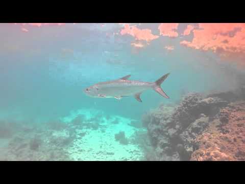 Discover Scuba in Key West with Captain's Corner