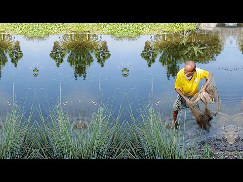 Best Cast Net Fishing Video - Skills to Catch Unique Fish - Traditional Village Fisherman’s Big Fish