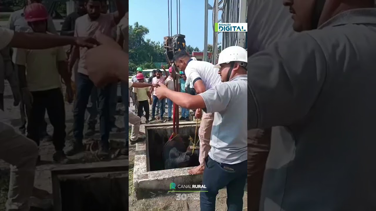 Touro é resgatado de poço alagado após operação com guindaste na Índia