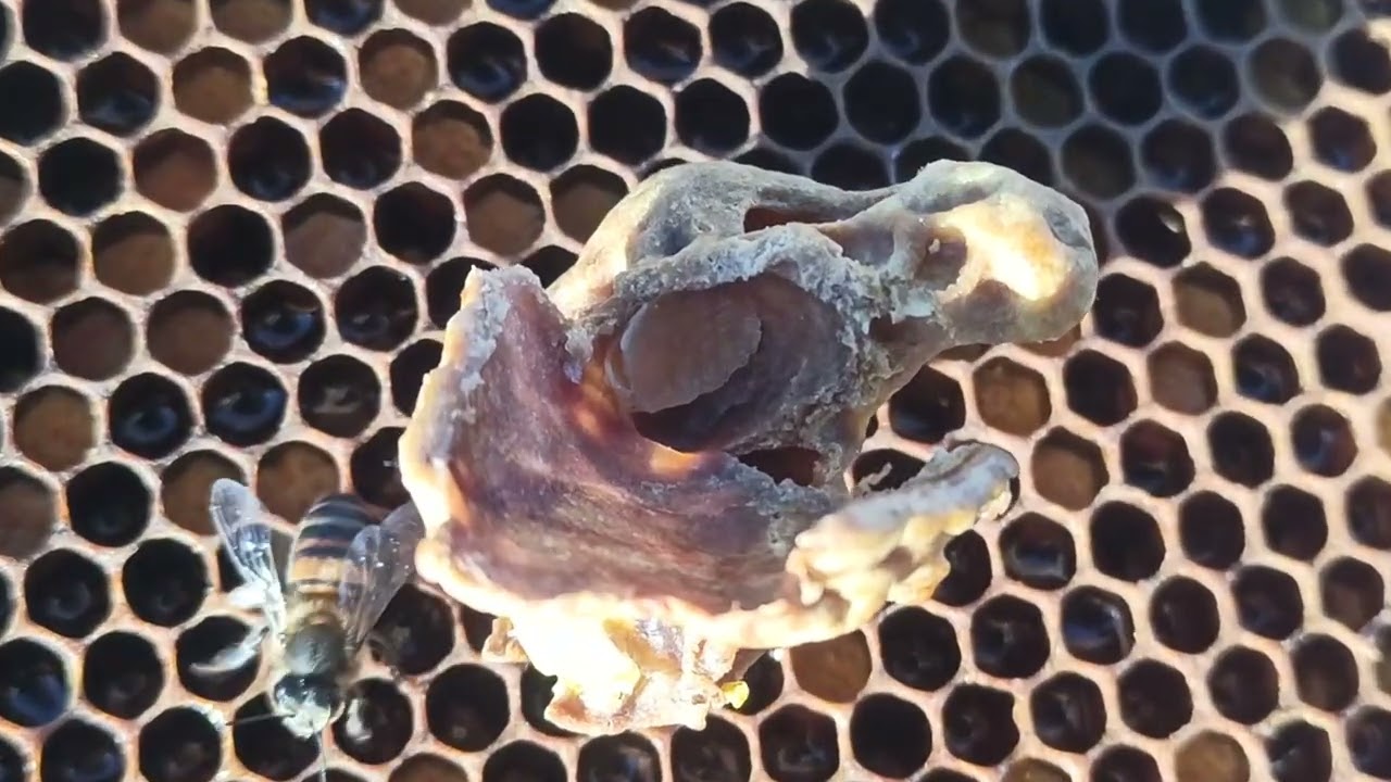 حذاري اغلب البيوت الملكية فاشلة في هذه الفترة بسبب الانخفاض الشديد في درجات ?