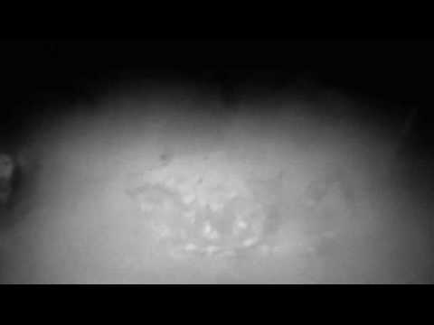 Mount Pleasant "Rio Joy"