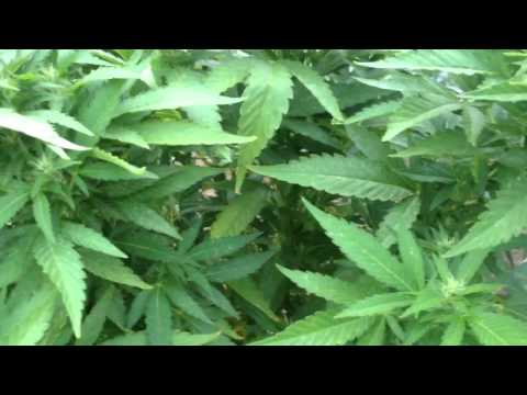 Thrips in the Main Garden