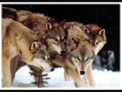 Loreena McKennitt - Mummer's Dance (Dance of wolves)