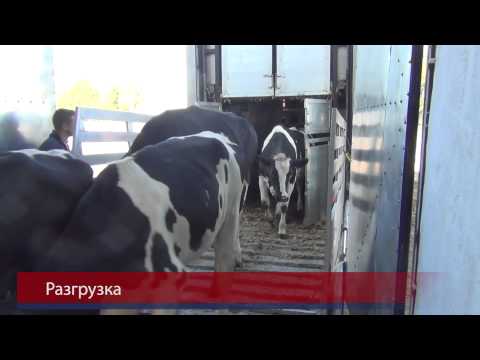 VAEX Group B.V. - занимается международной торговлей скотом