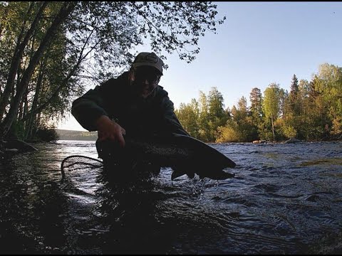 Streamer fishing for brown trout all day and night / Taimenen streamer-kalastusta koko päivä ja yö