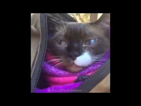 Siamese Tactical Cat!