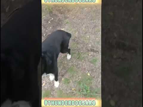 Realmente me quieren??. #casagrande #perros #cordoba