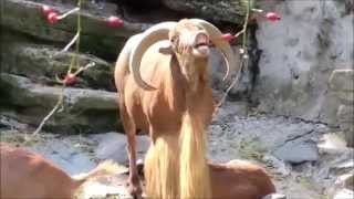 Cattle Decapitation - Lifestalker (Feat. Bode)