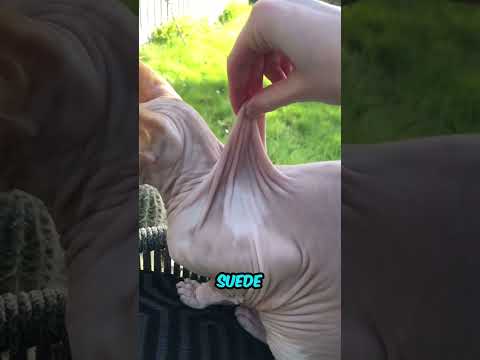 Sphynx Cats: Furless Wonders Revealed in 22 Seconds! #shorts