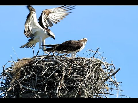 Feeding Hungry Osprey Nestlings