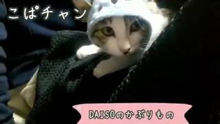 【子猫】part36DAISOにてかぶりもの買ってみた！
