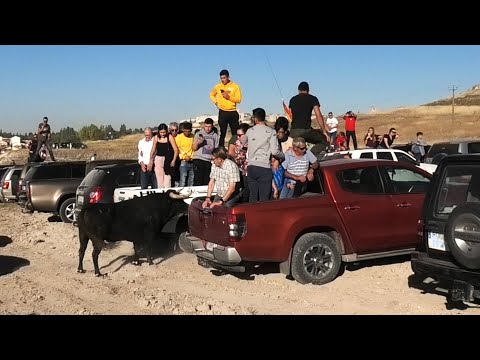Cuéllar 2023 El Toro Se Escapa Entre La Gente
