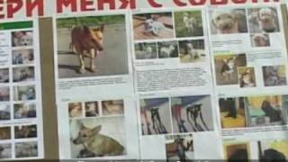 Stray animals in Belarus. Documentary film. Бездомные животные Беларуси