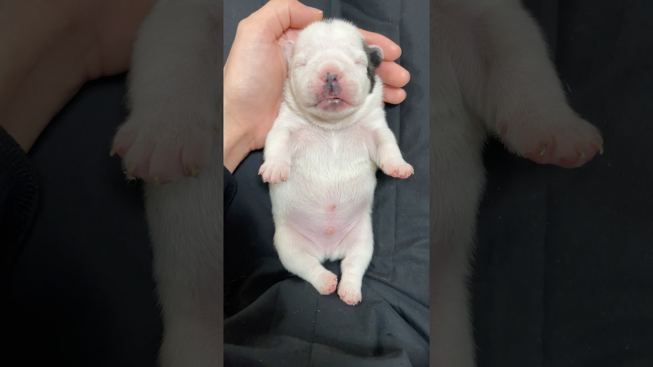 生まれてきてくれてありがとう #フレブル #frenchie #フレブルパピー