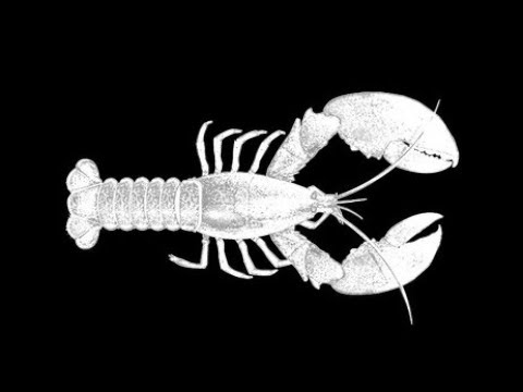 Outland Camp - First World