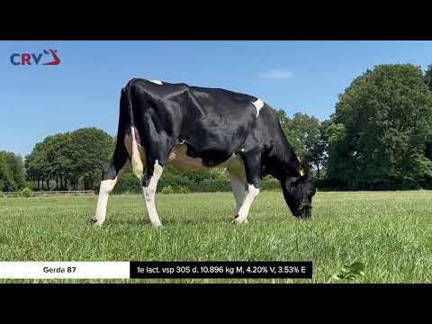 Gerda 87 en Onyx ( dochters Charity)