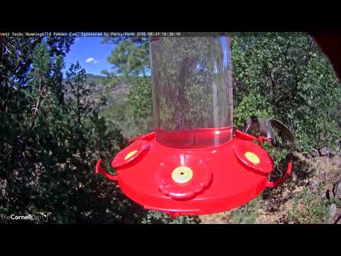 Blue-throated Hummingbird Makes An Appearance, June 21, 2018 | West Texas Hummingbird Cam