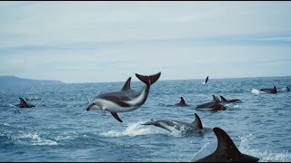 ‘The ocean and us’ - BBC Earth, United Nations Ocean Conference