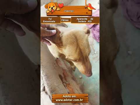 Vídeo de marron