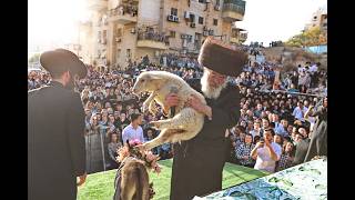 פדיון פטר חמור בבית שמש ערב שבועות פו