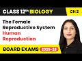 The Female Reproductive System Human Reproduction Class 12 Chapter 2 Biology CBSE 2025 26