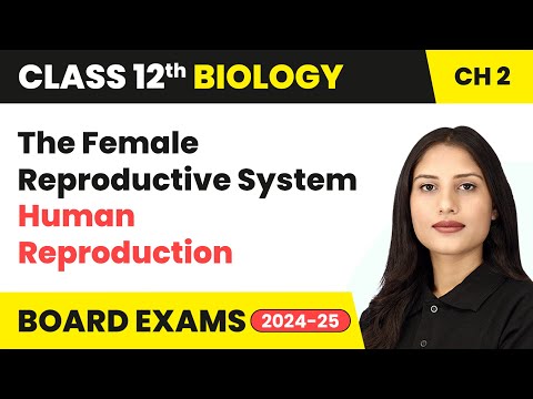 The Female Reproductive System - Human Reproduction | Class 12 Chapter 2 Biology | CBSE 2024-25