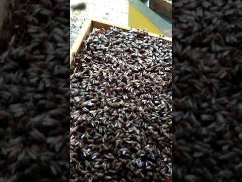 Takto ploduju naše matky 😃