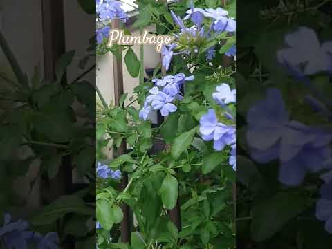 庭のピンクの忍び寄るセアノサス