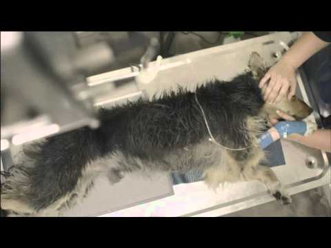 Pedigree Adoption Drive: Rescued