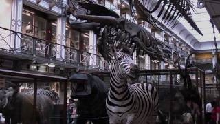 The Dead Zoo Natural History Museum Dublin Video