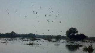 preview picture of video 'Bharatpur Dec 2008'