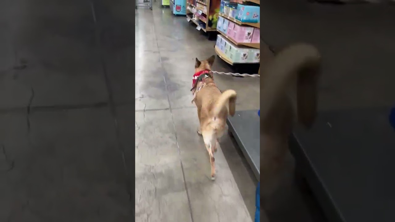 Enlarge Maya, a Adoptable mixed breed in Gig Harbor, WA video 5/5