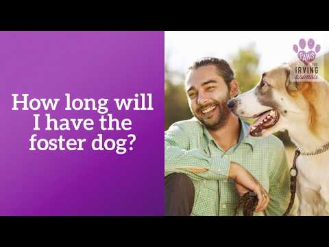 How long will I have the foster dog?